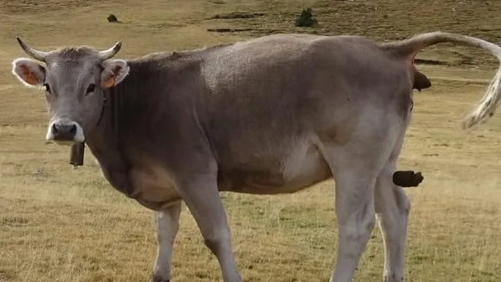 Who Flung Poo at Chantrelle?