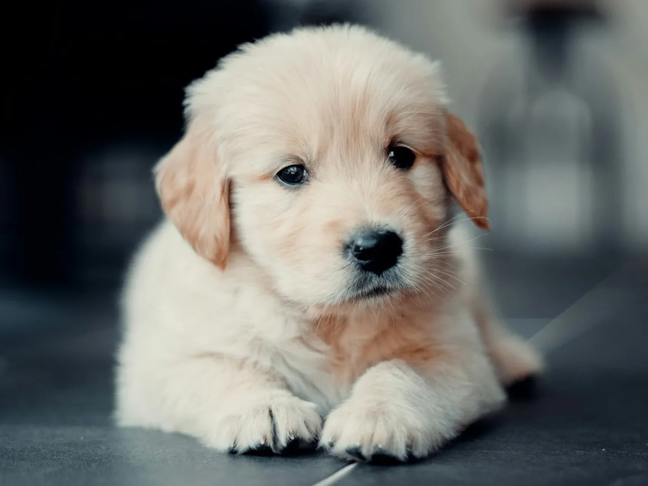 ICE Agent Shoots Puppy Over Fear of Attack, Failure to Produce Papers